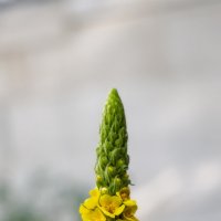 Коровяк обыкновенный :: Michel 