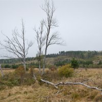 Осень :: **** vedin Осень :: **** vedin