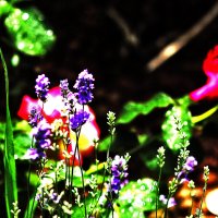 Цветочная композиция :: Юрий Гайворонскiий Цветочная композиция :: Юрий Гайворонскiий