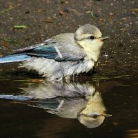 Отражение :: Лина Отражение :: Лина