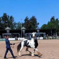 На манеже тинкеры. :: Ольга На манеже тинкеры. :: Ольга