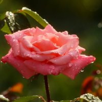 Утро розы :: Юрий. Шмаков