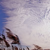 Перистые облака :: Сергей Швечков