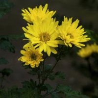 Жёлтые хризантемы :: Валентин Семчишин