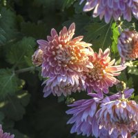 Хризантема в лучах солнца :: Валентин Семчишин