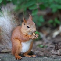 Пушистый хвост. :: Александр Кондаков Пушистый хвост. :: Александр Кондаков