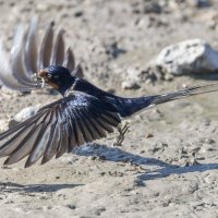 ласточки :: юрий макаров