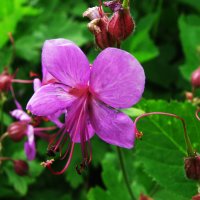 Садовая герань :: Людмила Смородинская