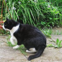 Кого-то увидел :: Людмила Смородинская Кого-то увидел :: Людмила Смородинская