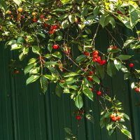 Самые стойкие. :: Петр Беляков