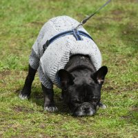 Москва. Парад французских бульдогов в усадьбе «Воронцово». :: Наташа ***** Москва. Парад французских бульдогов в усадьбе «Воронцово». :: Наташа *****