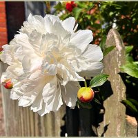 Июнь. Цветение. :: Валерия Комова