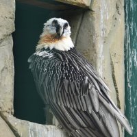 Гордый птиц!! :: Павел Fotoflash911 Никулочкин