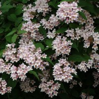 Кольквиция :: Рита Симонова