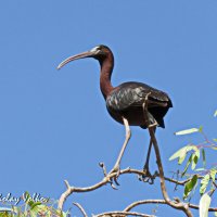 Каравайка. :: Николай Волков