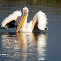 Розовый пеликан :: Николай Волков Розовый пеликан :: Николай Волков