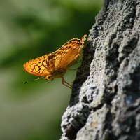 Посадка на берёзу :: Геннадий Супрун Посадка на берёзу :: Геннадий Супрун