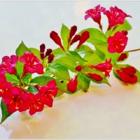 ВЕТОЧКА... :: Elvira E. ВЕТОЧКА... :: Elvira E.