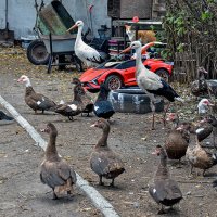 Лучшие друзья! :: Alexandеr P