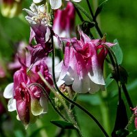 Красавчики :: Alexandеr P