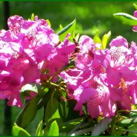 Рододендрон в парке :: Ольга Довженко