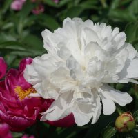 Совершенство :: Наталия Григорьева