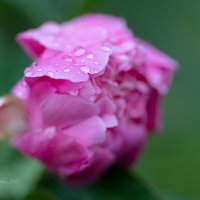 Капли дождя на бутоне пиона :: Александр Синдерёв