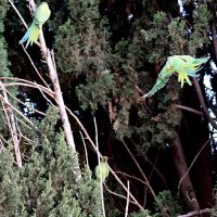 Итог,кого же выбрать из двух :: Аркадий Басович