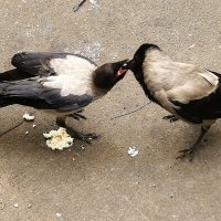 Ну паразит ! :: kolyeretka Ну паразит ! :: kolyeretka