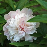 Пион :: Светлана 