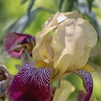 Ирис. :: Лилия * Ирис. :: Лилия *