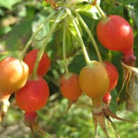 Витамины :: Anna Ivanova