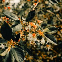 цветы города :: Артём 