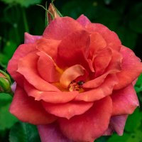 Востребованная... :: Николай Гирш