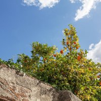 Пиза :: Дмитрий 