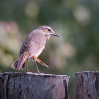 ПОТРЁПАННЫЙ, НО НЕ ПОБЕЖДЁННЫЙ! :: Володька Завитушкин ПОТРЁПАННЫЙ, НО НЕ ПОБЕЖДЁННЫЙ! :: Володька Завитушкин