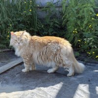 приходишь, такой, в теньке полежать, а тут, матерь котья, двуногие по своей фазенде шастаютъ :: Иннокентий Авдонин