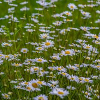 Раз ромашка,два ромашка.... :: Sergey (Apg)