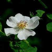 *** :: Леонид leo