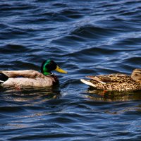 Я тебя никому не отдам) :: Светлана SvetNika17 Я тебя никому не отдам) :: Светлана SvetNika17