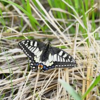 Махаон :: Ольга 