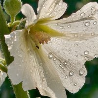 *** :: Валерий Ткаченко