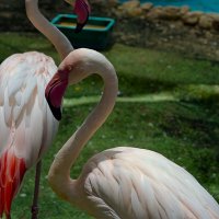 Зоопарк  Хайфа    12,06,2025 год :: ujgcvbif 