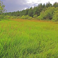 Лужок :: Евгений Корьевщиков