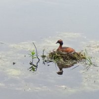 Поганка :: Сапсан 