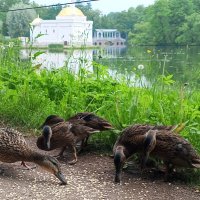 Утки :: Сапсан 