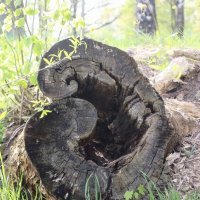 Стрельна. Орловский парк :: Наталья Герасимова