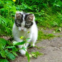 Маленький хищник на "охоте". :: Милешкин Владимир Алексеевич Маленький хищник на "охоте". :: Милешкин Владимир Алексеевич