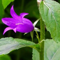 Большой колокольчик. :: Милешкин Владимир Алексеевич 