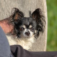 фунтик :: vladimir 